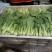 精品上海青小油菜，，常年供应，1保质保量