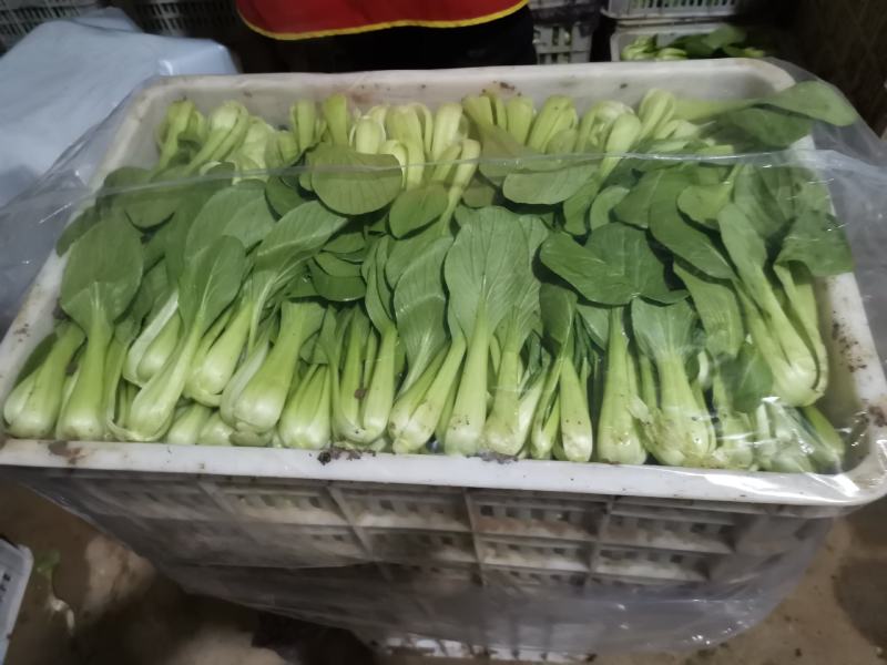 精品上海青小油菜，，常年供应，1保质保量