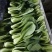 精品上海青小油菜，，常年供应，1保质保量