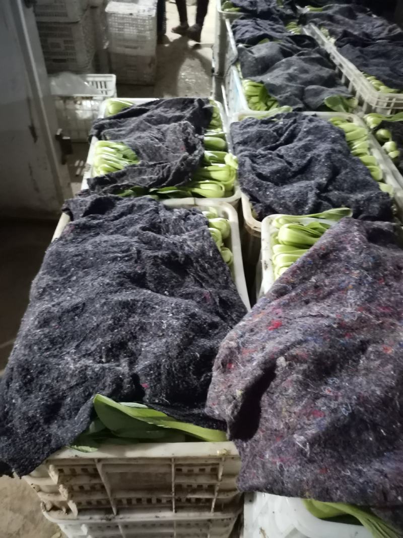 精品上海青小油菜，，常年供应，1保质保量