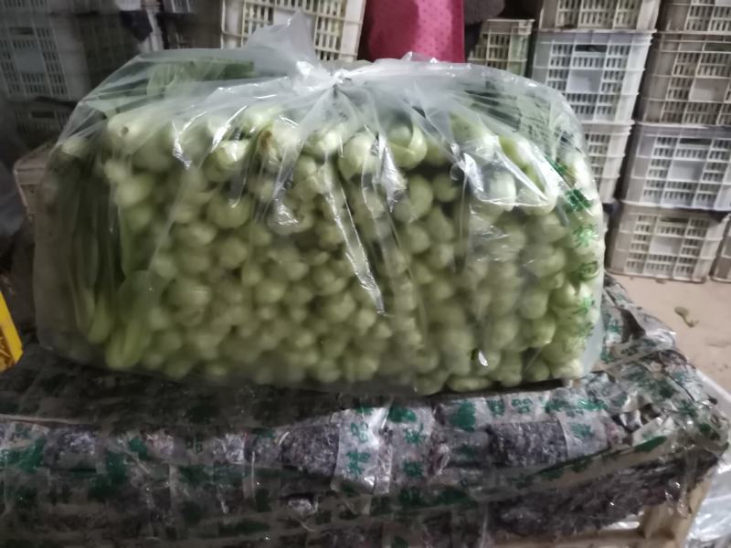 精品上海青小油菜，，常年供应，1保质保量