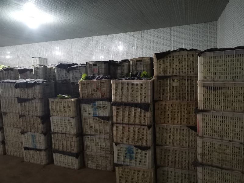 精品上海青小油菜，，常年供应，1保质保量