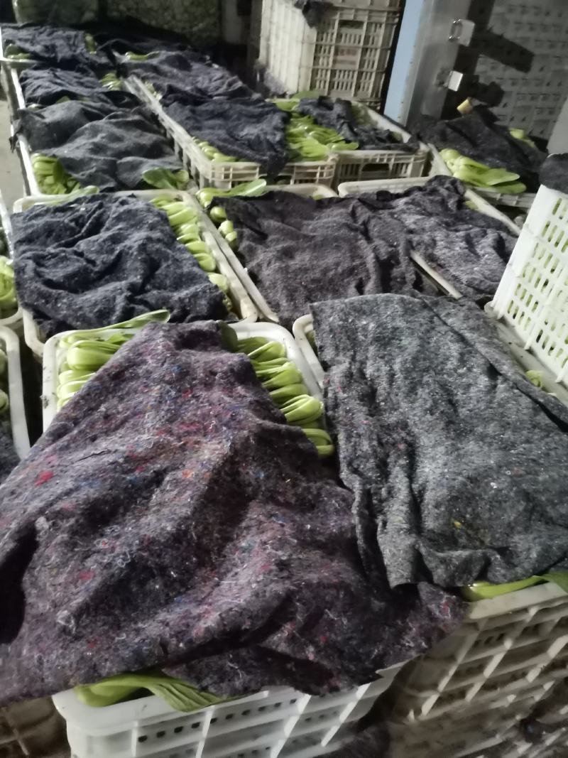 精品上海青小油菜，，常年供应，1保质保量