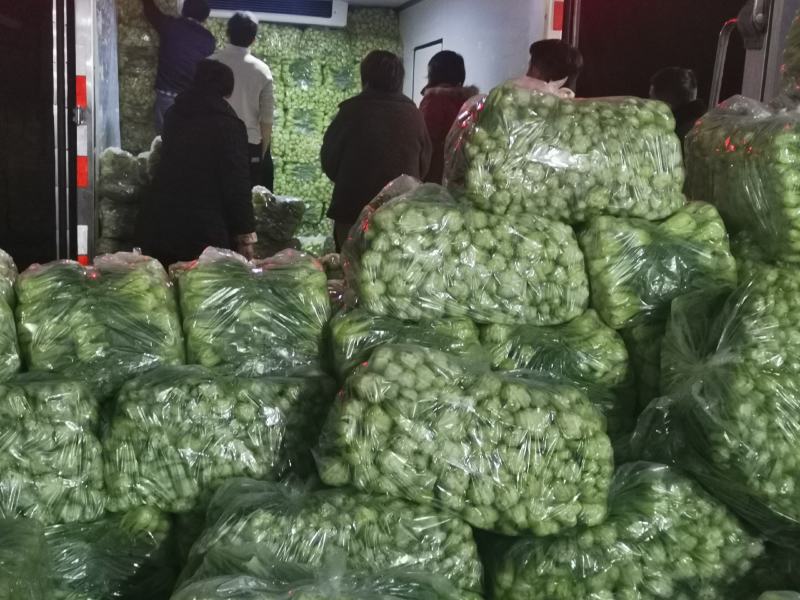 精品上海青小油菜，，常年供应，1保质保量