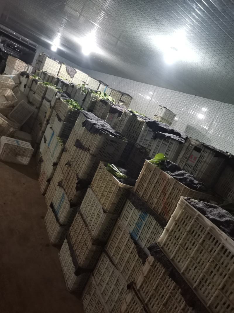 精品上海青小油菜，，常年供应，1保质保量