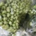 精品上海青小油菜，，常年供应，1保质保量