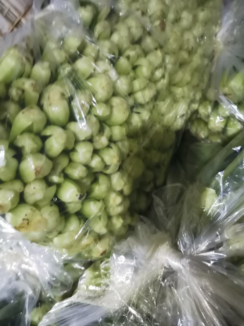 精品上海青小油菜，，常年供应，1保质保量