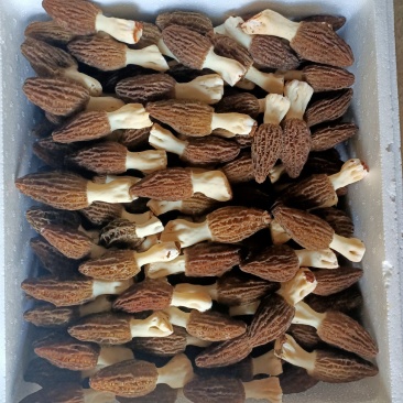 鲜货羊肚菌干货质量不错