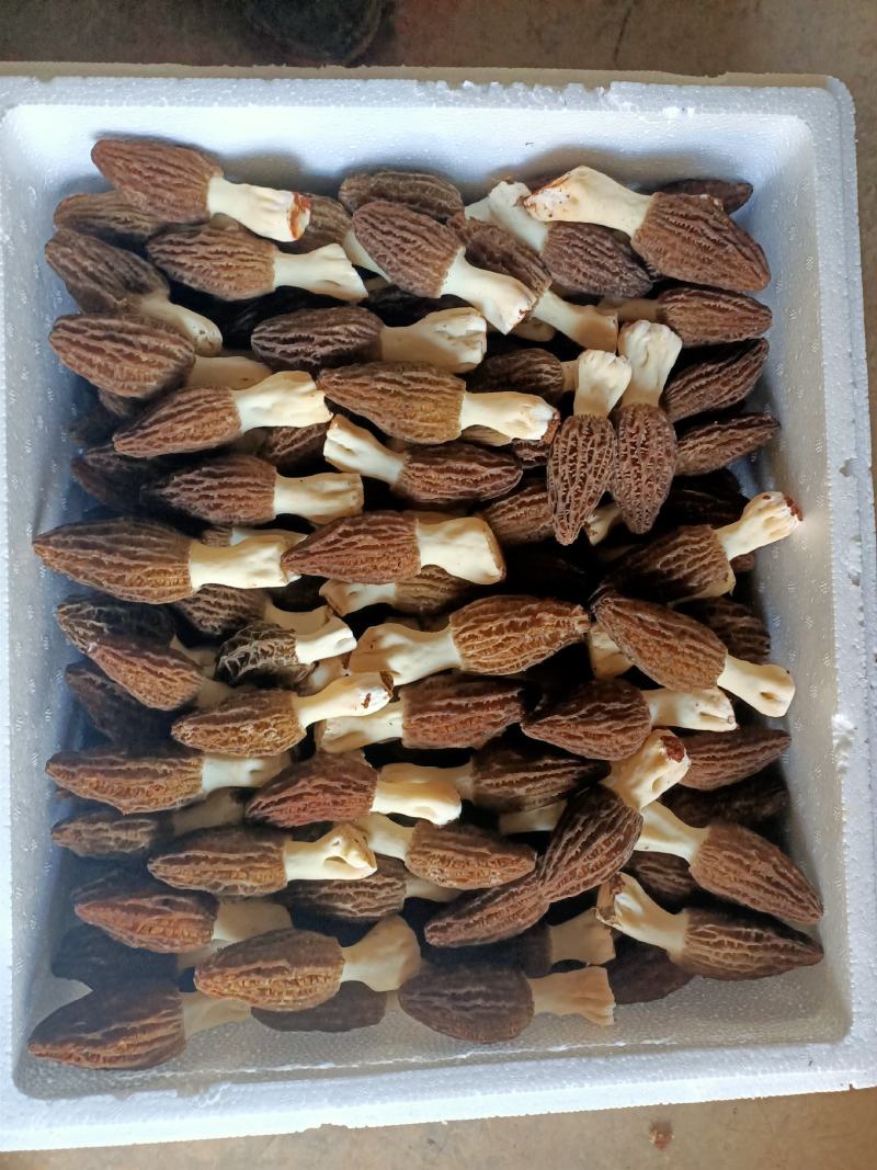 鲜货羊肚菌干货质量不错