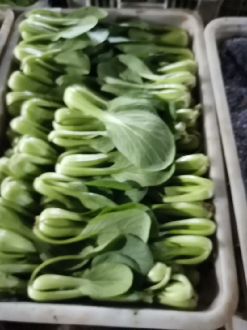 长期供应，上海青，精品小油菜，保质保量。真诚合作