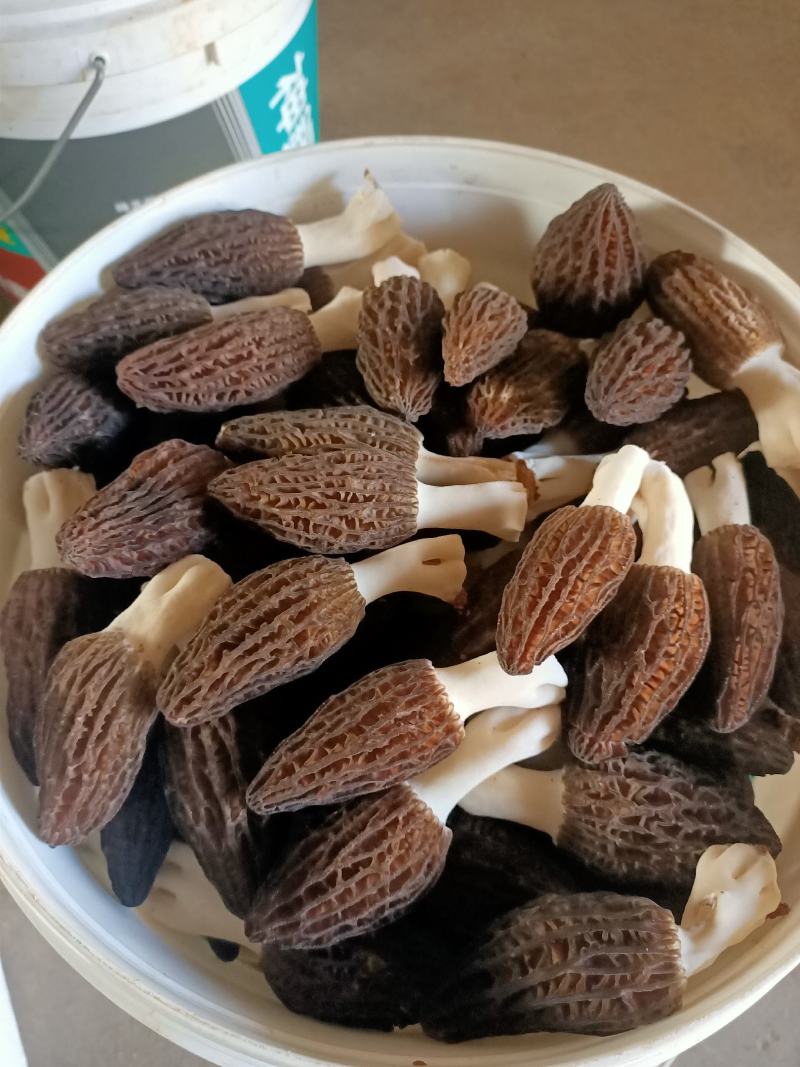 鲜货羊肚菌干货质量不错