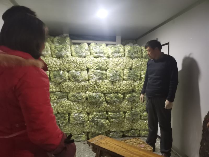 长期供应，上海青，精品小油菜，保质保量。真诚合作