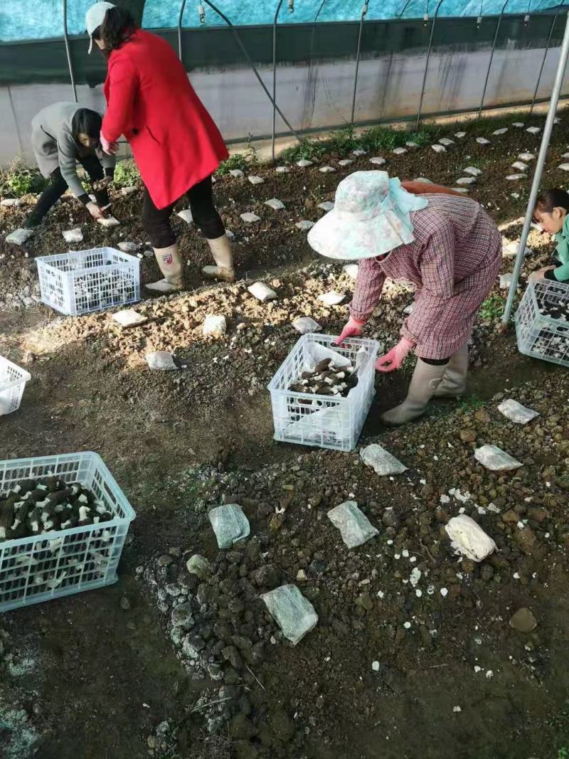 鲜货羊肚菌干货质量不错