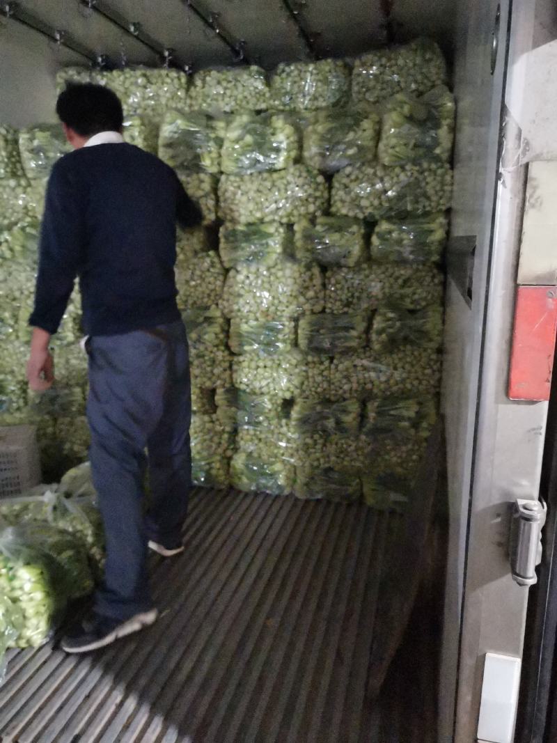 长期供应，上海青，精品小油菜，保质保量。真诚合作