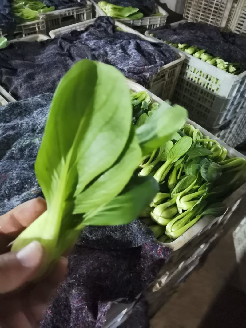 长期供应，上海青，精品小油菜，保质保量。真诚合作