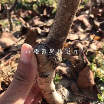 山楂苗优质甜红子山楂苗大金星树苗大棉球嫁接2年苗
