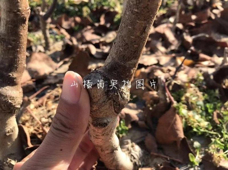 山楂苗优质甜红子山楂苗大金星树苗大棉球嫁接2年苗