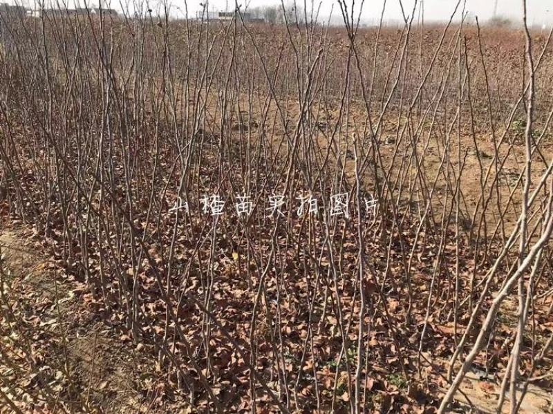 山楂苗优质甜红子山楂苗大金星树苗大棉球嫁接2年苗