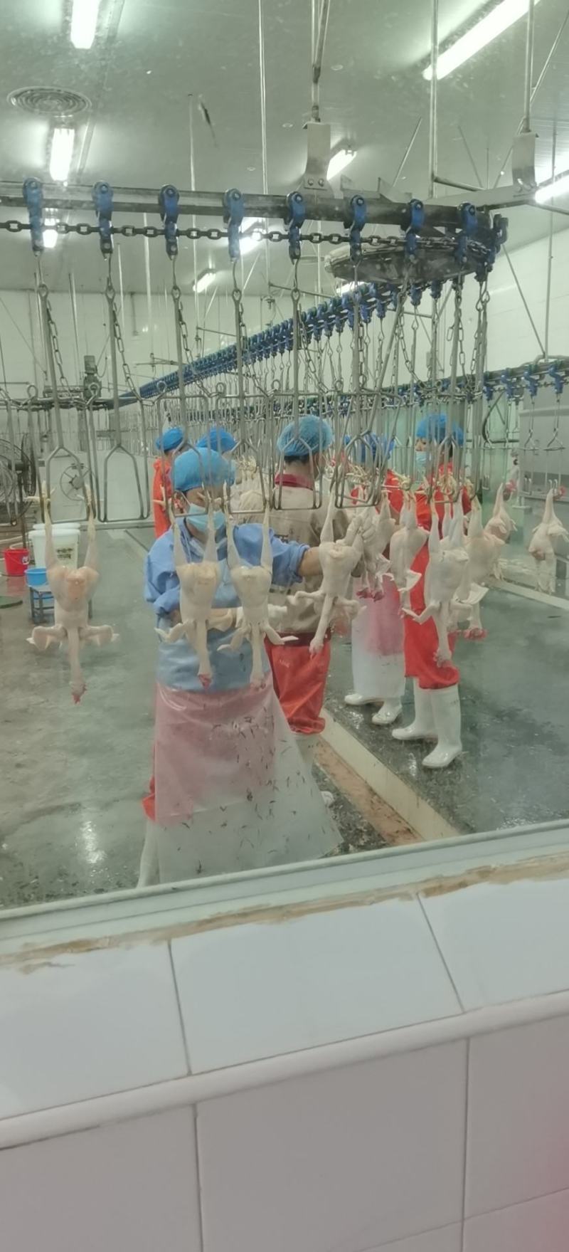 海南文昌鸡椰子鸡餐厅食材原材料配送！