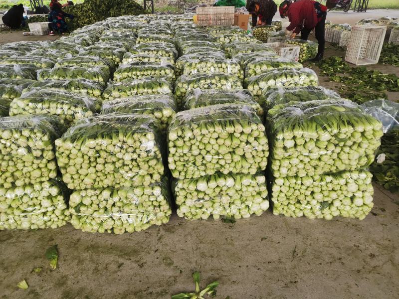 基地直供，精品上海青小油菜，，品质优良，价格公平合理