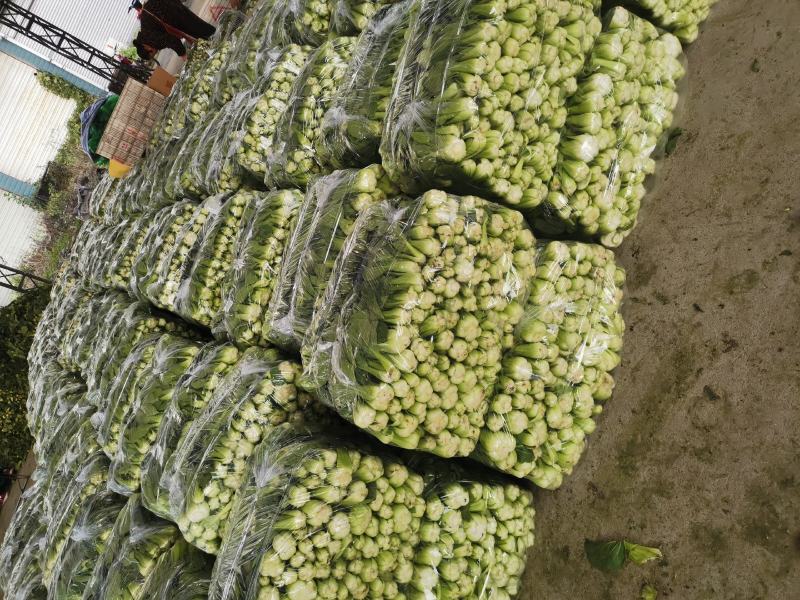 基地直供，精品上海青小油菜，，品质优良，价格公平合理