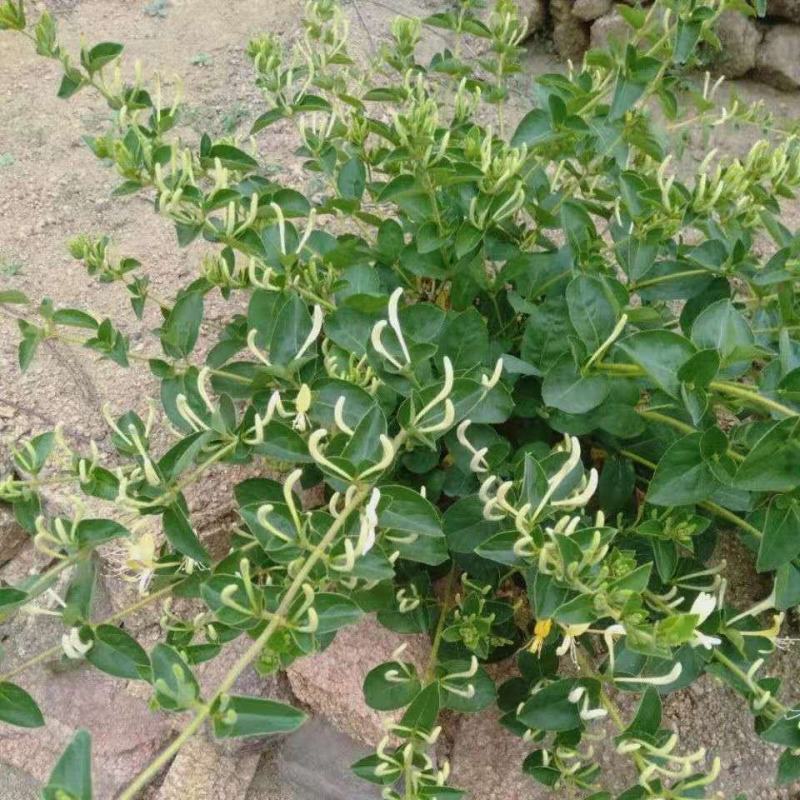 基地直销四季金银花原产地金花三号包活包纯度可签订合同