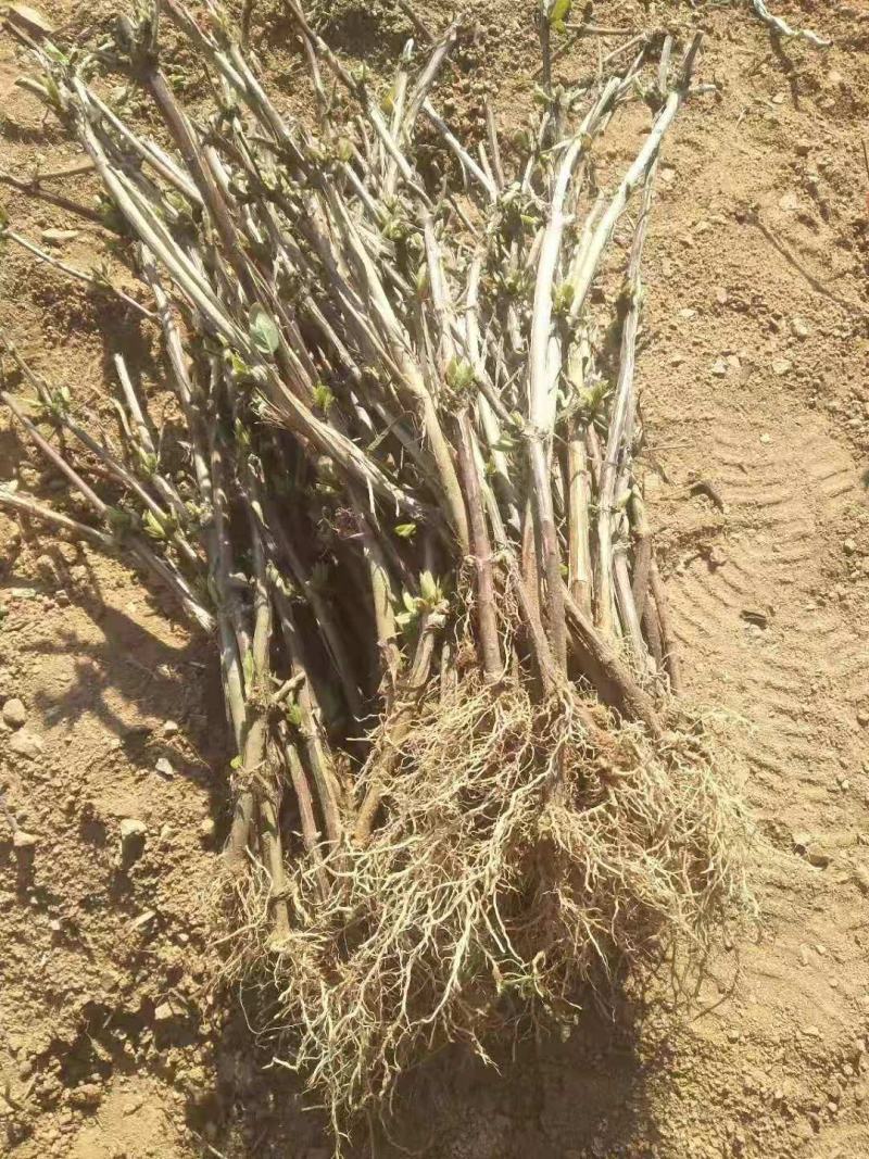 基地直销四季金银花原产地金花三号包活包纯度可签订合同