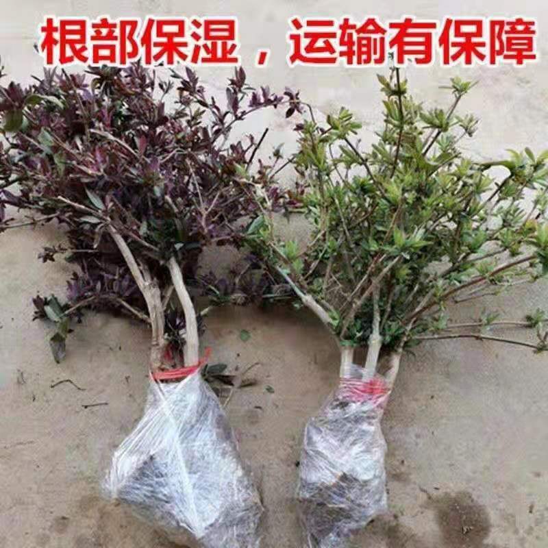 基地直销四季金银花原产地金花三号包活包纯度可签订合同