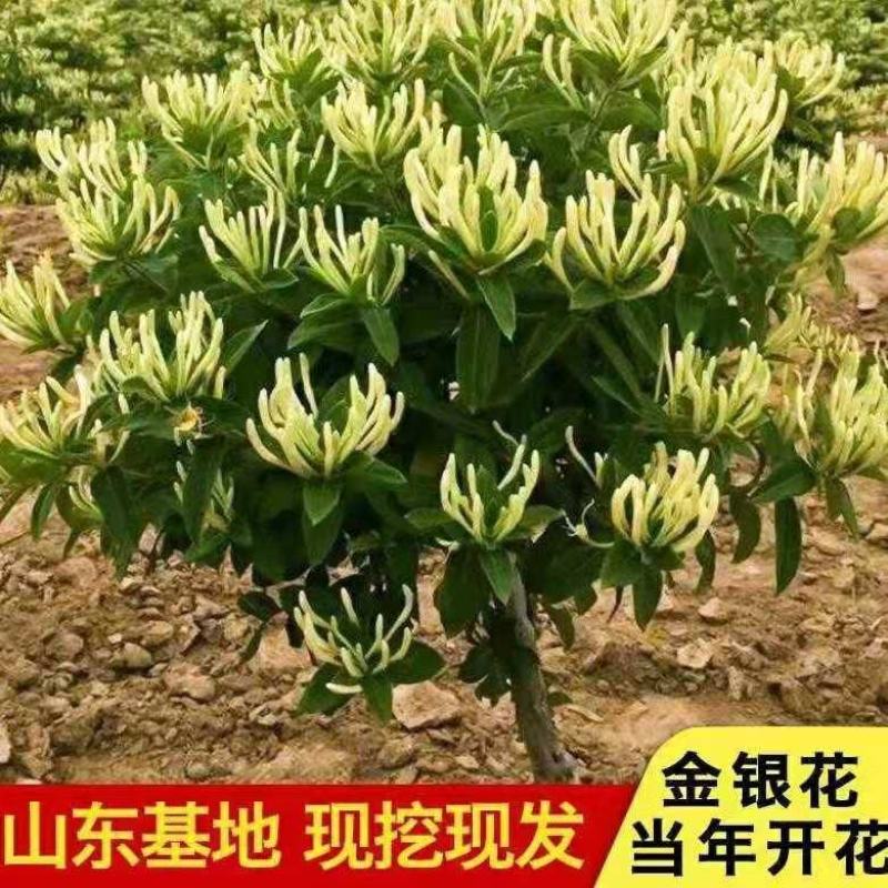 基地直销四季金银花原产地金花三号包活包纯度可签订合同