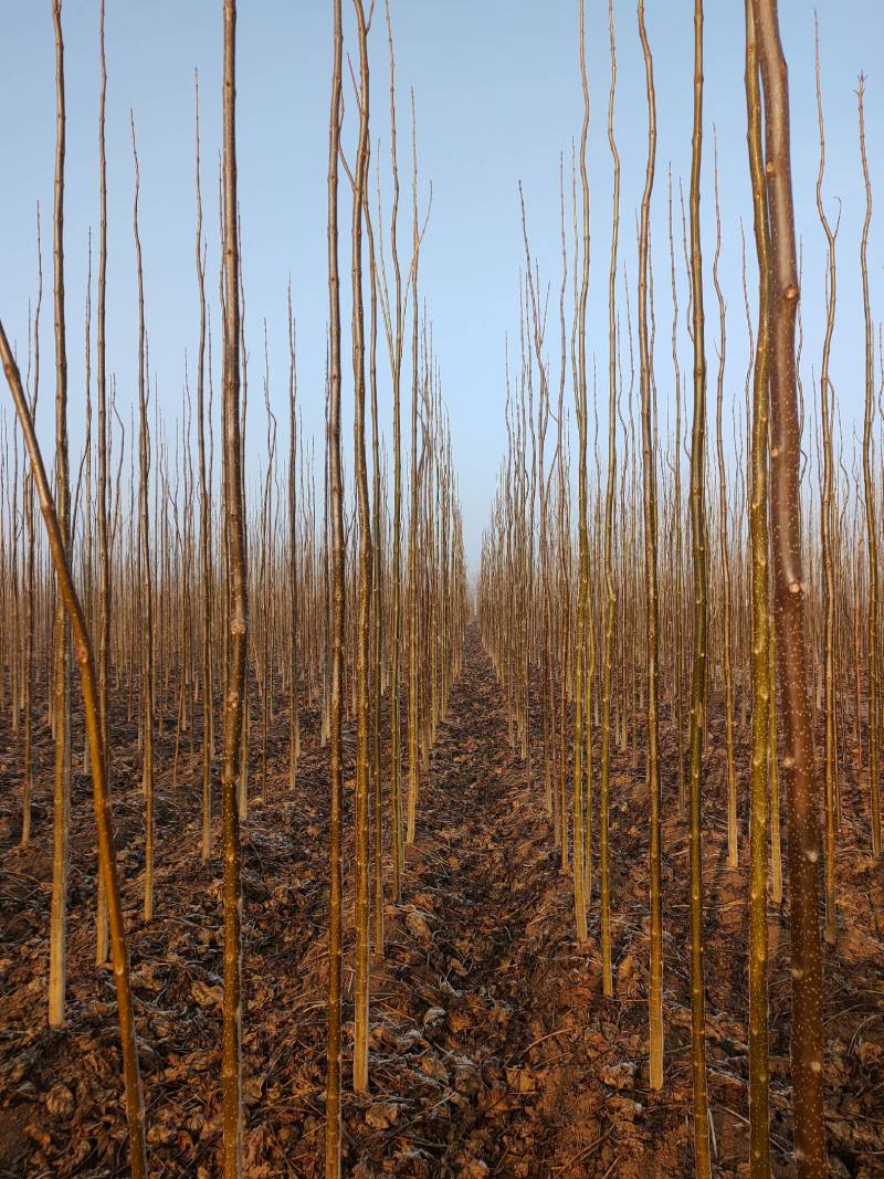 太康金丝楸树苗价位，3公分楸树，栾树8公分，复叶槭12公
