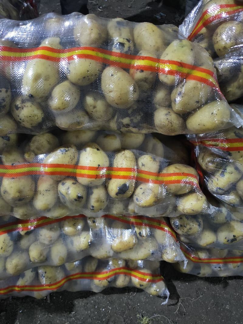 黄金薯土豆，尤金，西森，一手货源，薯型正，