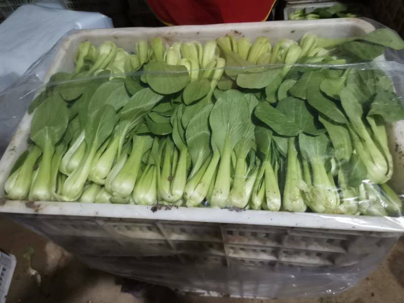常年供应精品上海青，小油菜保质保量真诚合作