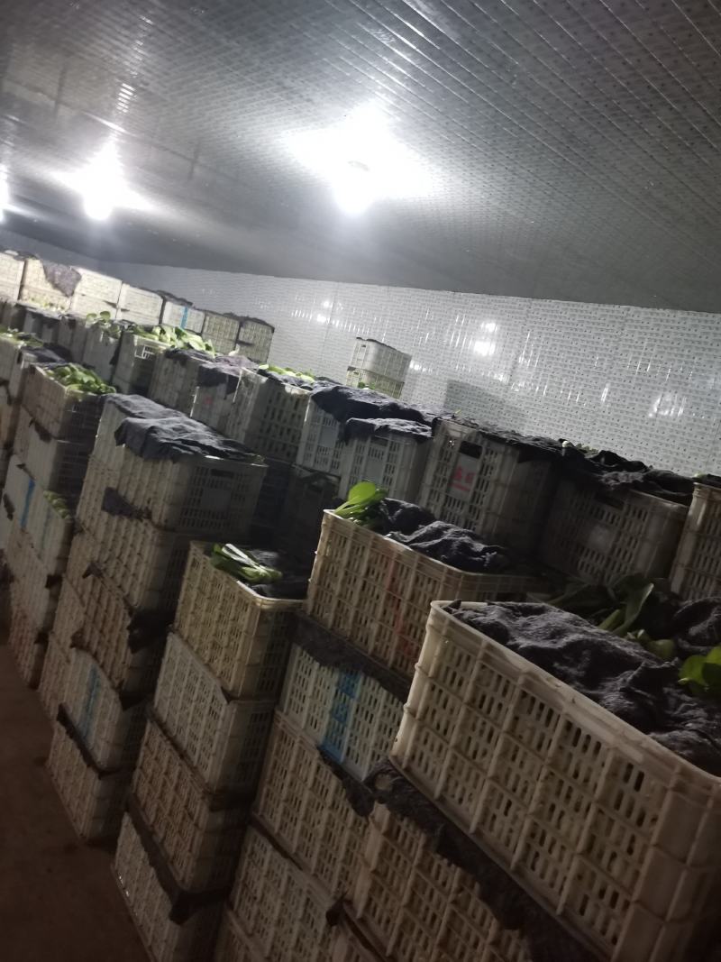 常年供应精品上海青，小油菜保质保量真诚合作