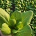 精品上海青，小油菜，保质保量，真诚合作，