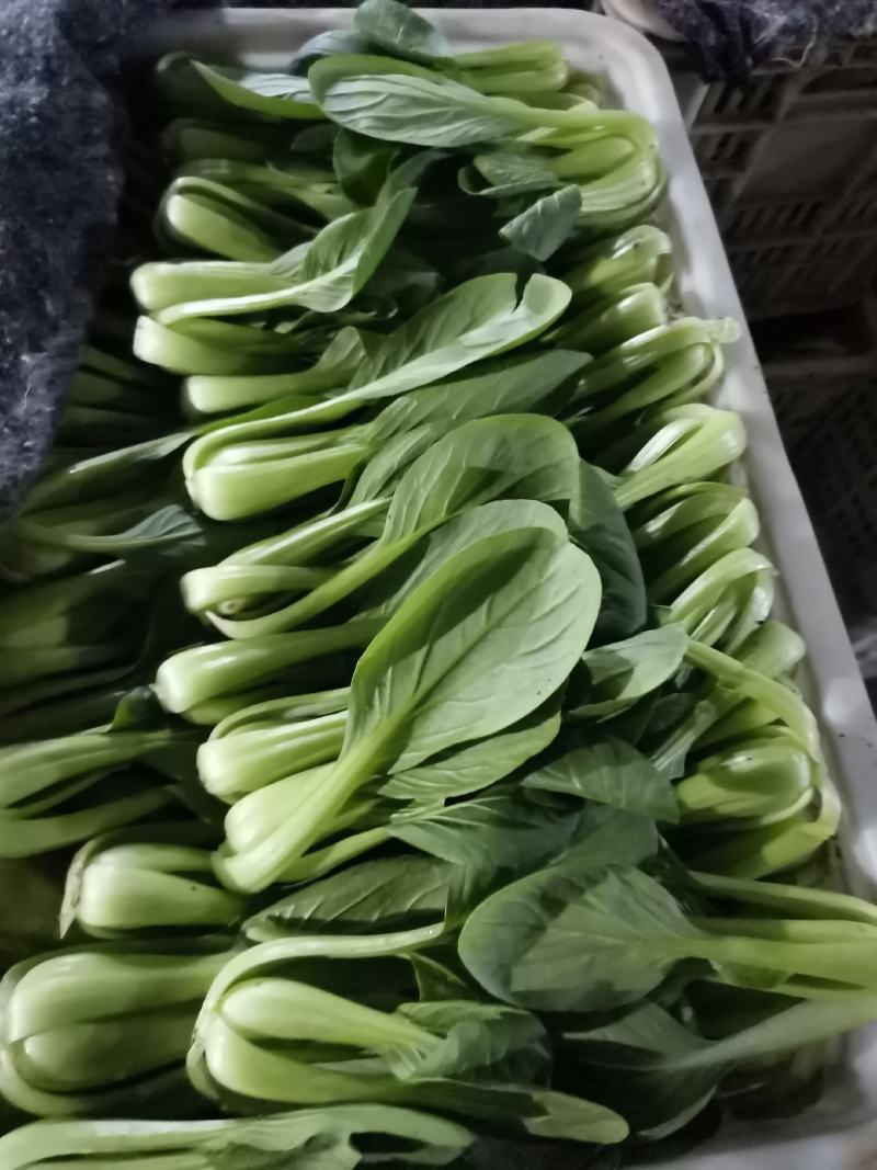 精品上海青，小油菜，常年供应，保质保量，真诚合作