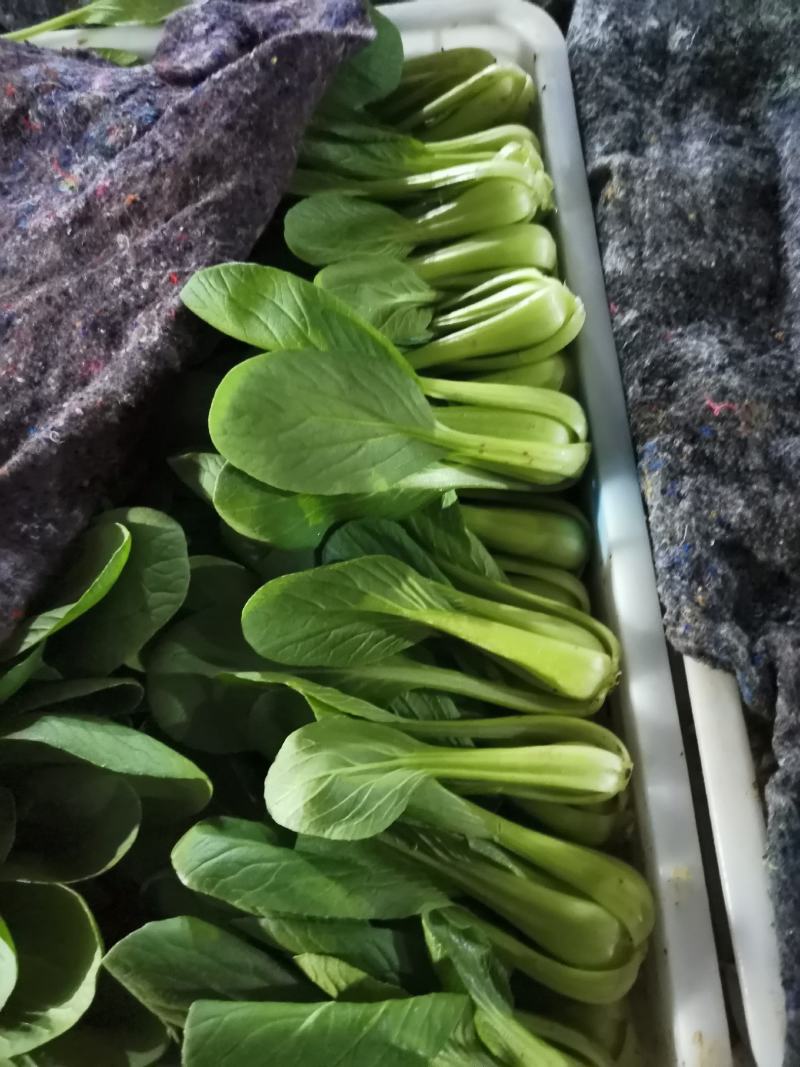 精品上海青，小油菜，常年供应，保质保量，真诚合作