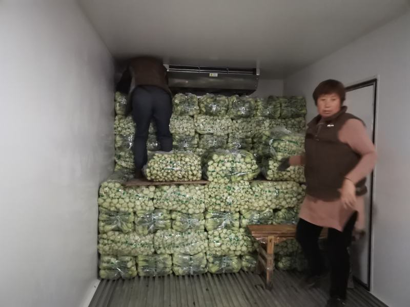 精品上海青，小油菜，常年供应，保质保量，真诚合作
