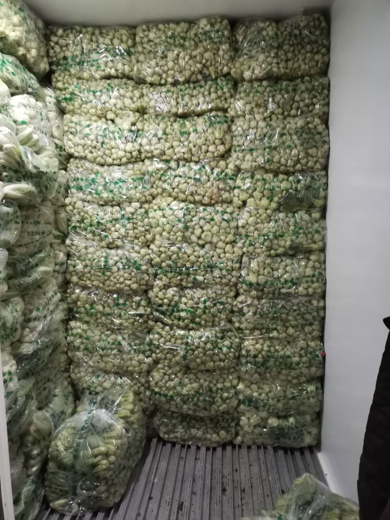 精品上海青，小油菜朱春杰常年供应保质保量