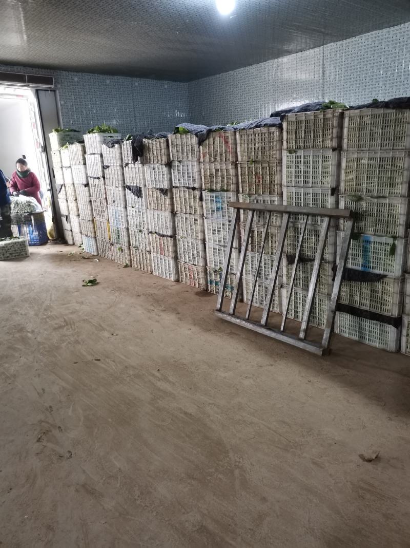 精品上海青，小油菜朱春杰常年供应保质保量