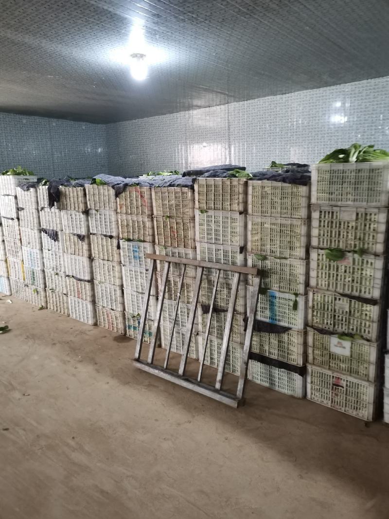 精品上海青，小油菜朱春杰常年供应保质保量