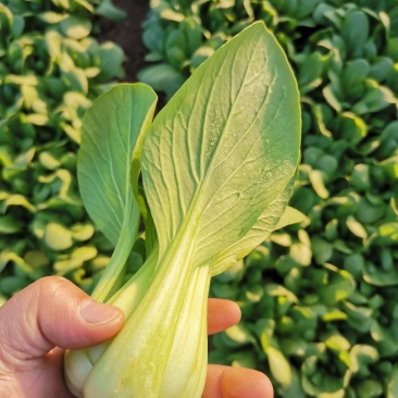 精品上海青小油菜保质保量，真诚合作，常年供应