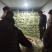 长期供应精品上海青小油菜，保质保量，电商，商超，，对接