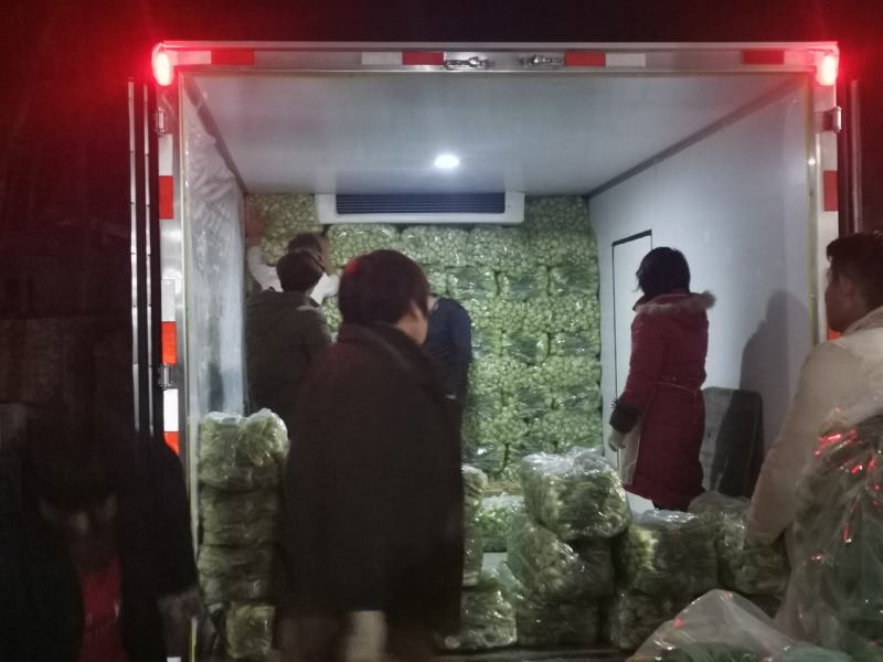 长期供应精品上海青小油菜，保质保量，电商，商超，，对接