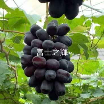 富士之辉，(每棵都精挑细选)，假一赔十。