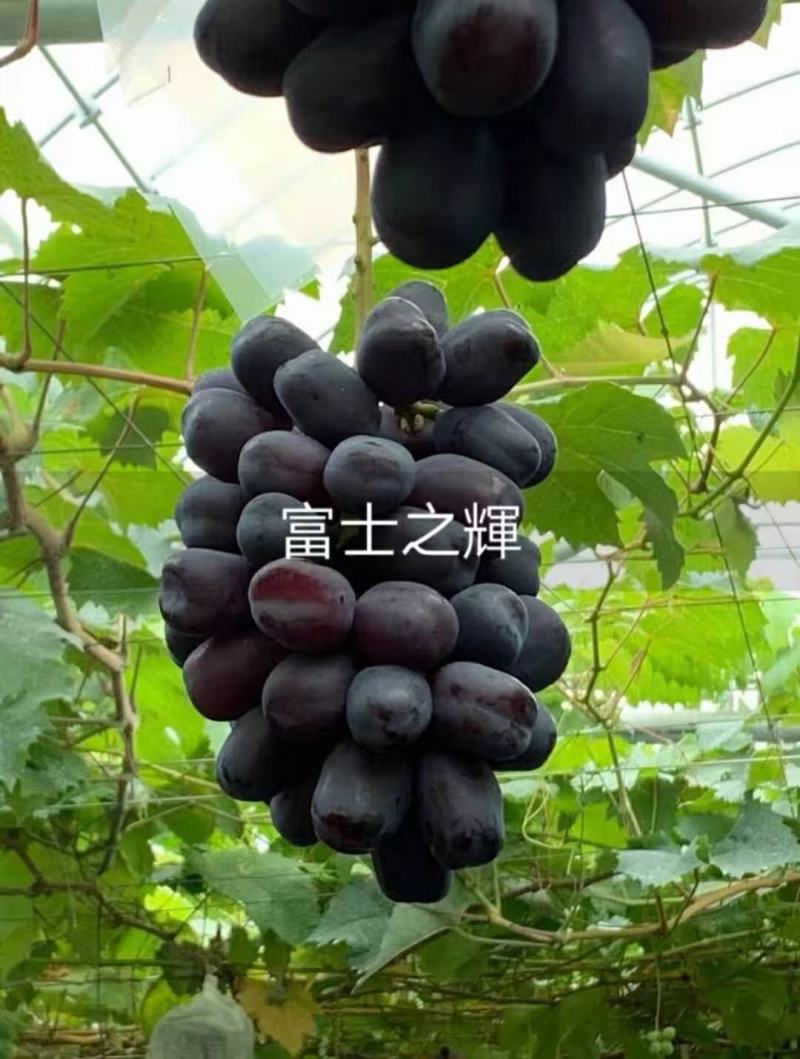 富士之辉，(每棵都精挑细选)，假一赔十。
