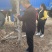 山西运城桃树，嫁接红梅的桃树桩7-13公分量大