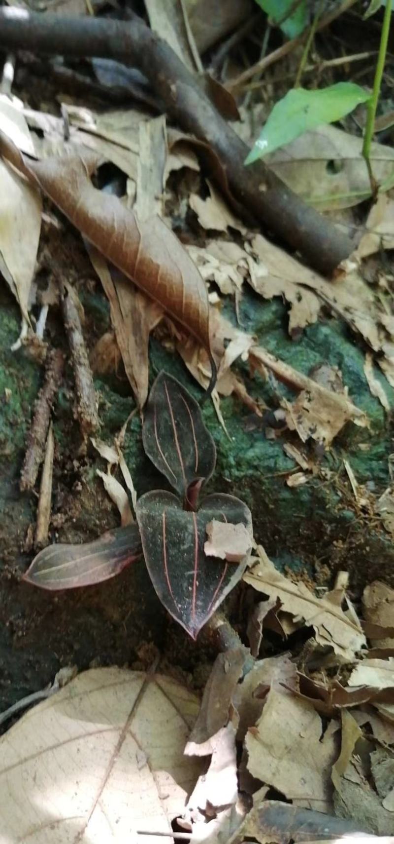 野生新鲜石蚕熬夜凉茶