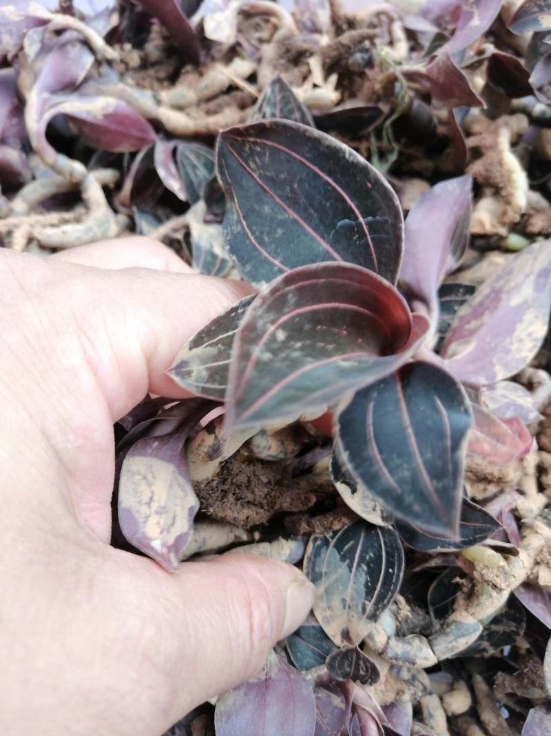 野生新鲜石蚕熬夜凉茶