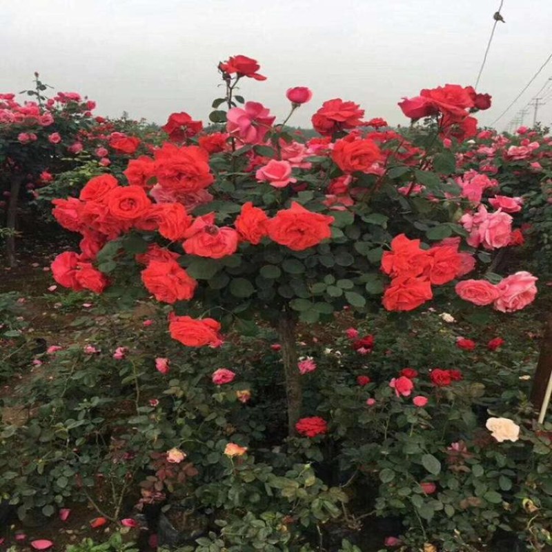 树桩月季树桩月季工程绿化苗木树桩大花月季基地直发