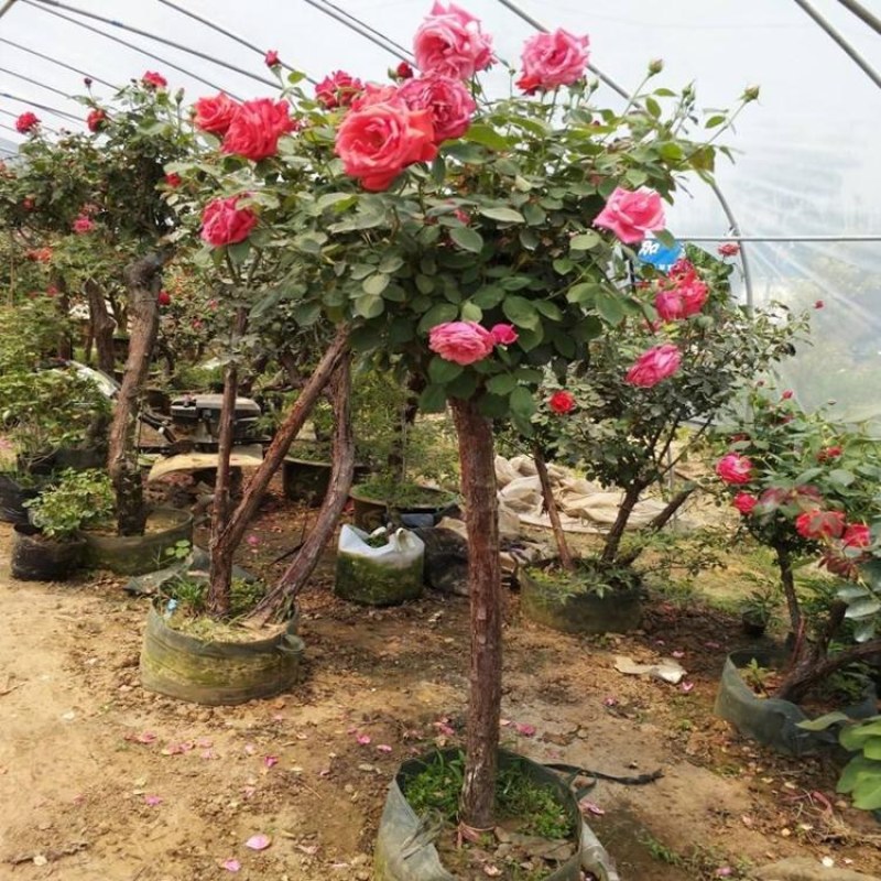 树桩月季树桩月季工程绿化苗木树桩大花月季基地直发